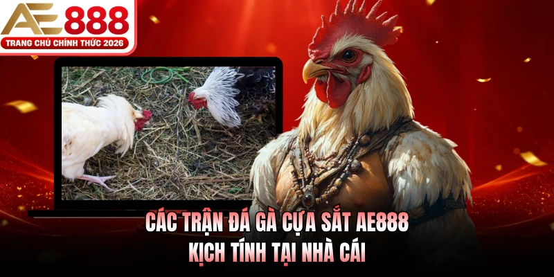 Đá Gà Cựa Sắt AE888 Đỉnh Cao 2026, Tỷ Lệ Thưởng Cực Lớn 2 Các trận đá gà cựa sắt AE888 kịch tính tại nhà cái